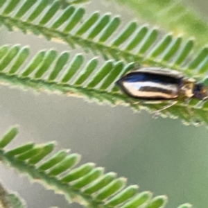 Monolepta froggatti at Magpie Hill Park, Lyneham - 3 Mar 2024 12:50 PM