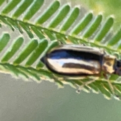 Monolepta froggatti at Magpie Hill Park, Lyneham - 3 Mar 2024