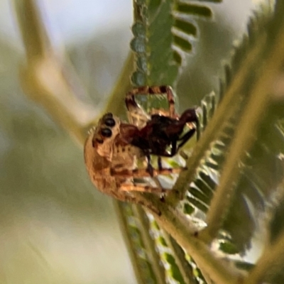 Opisthoncus serratofasciatus (Chevronned jumper) at Magpie Hill Park, Lyneham - 3 Mar 2024 by Hejor1