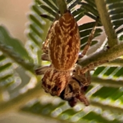 Opisthoncus serratofasciatus at Magpie Hill Park, Lyneham - 3 Mar 2024