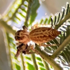 Opisthoncus serratofasciatus at Magpie Hill Park, Lyneham - 3 Mar 2024