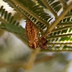 Opisthoncus serratofasciatus at Magpie Hill Park, Lyneham - 3 Mar 2024