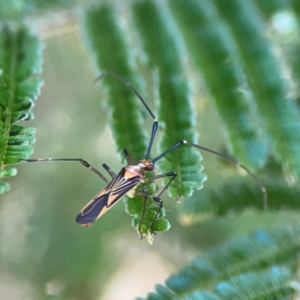 Rayieria acaciae at Magpie Hill Park, Lyneham - 3 Mar 2024