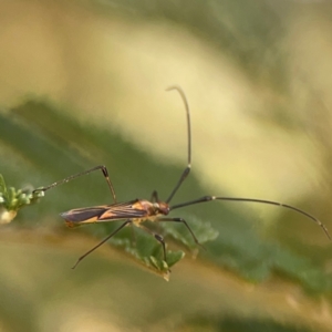 Rayieria acaciae at Magpie Hill Park, Lyneham - 3 Mar 2024