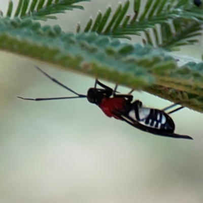 Rayieria basifer (Braconid-mimic plant bug) at Magpie Hill Park, Lyneham - 3 Mar 2024 by Hejor1