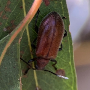 Ecnolagria grandis at Magpie Hill Park, Lyneham - 3 Mar 2024 01:04 PM