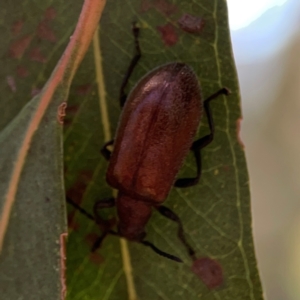 Ecnolagria grandis at Magpie Hill Park, Lyneham - 3 Mar 2024 01:04 PM