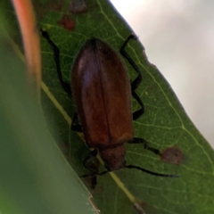 Ecnolagria grandis at Magpie Hill Park, Lyneham - 3 Mar 2024 01:04 PM