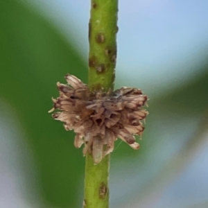 Paropsis atomaria at Magpie Hill Park, Lyneham - 3 Mar 2024