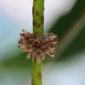 Paropsis atomaria at Magpie Hill Park, Lyneham - 3 Mar 2024