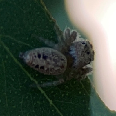 Opisthoncus sp. (genus) (Unidentified Opisthoncus jumping spider) at Lyneham, ACT - 3 Mar 2024 by Hejor1