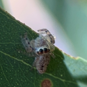 Opisthoncus sp. (genus) at Lyneham, ACT - 3 Mar 2024