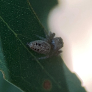 Opisthoncus sp. (genus) at Lyneham, ACT - 3 Mar 2024