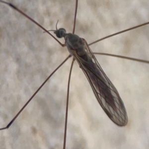 Limoniidae (family) at Magpie Hill Park, Lyneham - 3 Mar 2024 01:25 PM