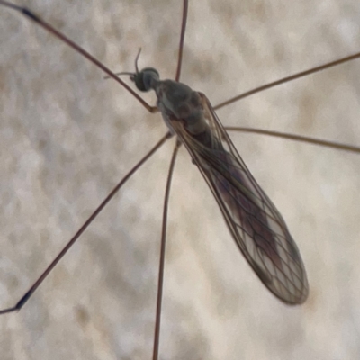 Limoniidae (family) at Magpie Hill Park, Lyneham - 3 Mar 2024 by Hejor1