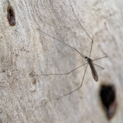 Limoniidae (family) at Magpie Hill Park, Lyneham - 3 Mar 2024 01:25 PM