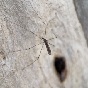 Limoniidae (family) at Magpie Hill Park, Lyneham - 3 Mar 2024 01:25 PM