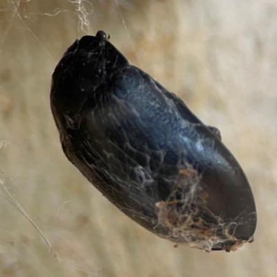 Unidentified Darkling beetle (Tenebrionidae) at Lyneham, ACT - 3 Mar 2024 by Hejor1