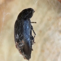 Pterohelaeus striatopunctatus at Magpie Hill Park, Lyneham - 3 Mar 2024