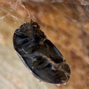 Pterohelaeus striatopunctatus at Magpie Hill Park, Lyneham - 3 Mar 2024