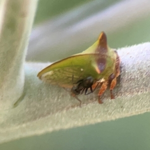 Sextius virescens at Magpie Hill Park, Lyneham - 3 Mar 2024 01:28 PM