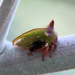 Sextius virescens at Magpie Hill Park, Lyneham - 3 Mar 2024