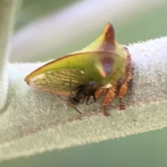 Sextius virescens at Magpie Hill Park, Lyneham - 3 Mar 2024