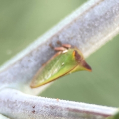 Sextius virescens at Magpie Hill Park, Lyneham - 3 Mar 2024