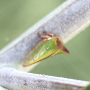 Sextius virescens at Magpie Hill Park, Lyneham - 3 Mar 2024