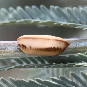 Blattodea (order) at Magpie Hill Park, Lyneham - 3 Mar 2024