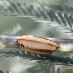 Blattodea (order) at Magpie Hill Park, Lyneham - 3 Mar 2024