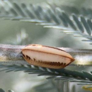 Blattodea (order) at Magpie Hill Park, Lyneham - 3 Mar 2024