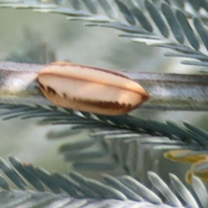 Blattodea (order) at Magpie Hill Park, Lyneham - 3 Mar 2024