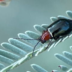 Lamprolina impressicollis at Magpie Hill Park, Lyneham - 3 Mar 2024 by Hejor1