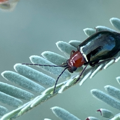Chrysomelidae sp. (family) (Unidentified Leaf Beetle) at Magpie Hill Park, Lyneham - 3 Mar 2024 by Hejor1