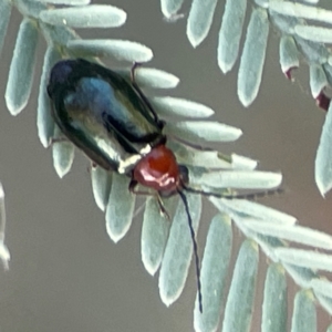 Lamprolina (genus) at Magpie Hill Park, Lyneham - 3 Mar 2024