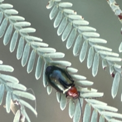 Lamprolina (genus) at Magpie Hill Park, Lyneham - 3 Mar 2024