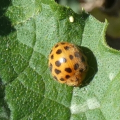 Epilachna sumbana (A Leaf-eating Ladybird) at Queanbeyan, NSW - 2 Mar 2024 by Paul4K