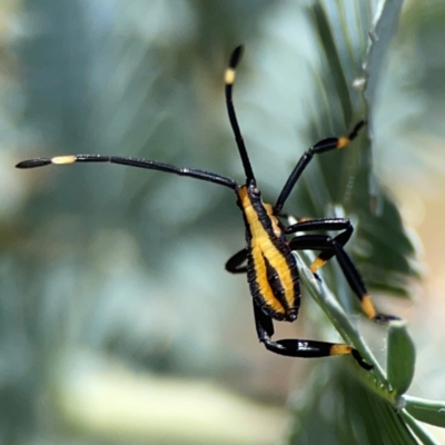 Amorbus (genus) (Eucalyptus Tip bug) at Magpie Hill Park, Lyneham - 3 Mar 2024 by Hejor1