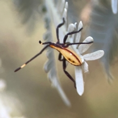 Amorbus (genus) at Magpie Hill Park, Lyneham - 3 Mar 2024 01:50 PM