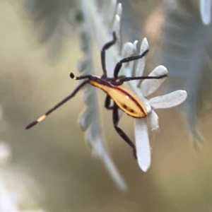 Amorbus (genus) at Magpie Hill Park, Lyneham - 3 Mar 2024 01:50 PM