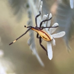 Amorbus sp. (genus) at Magpie Hill Park, Lyneham - 3 Mar 2024