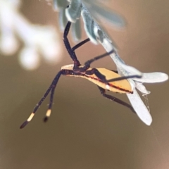 Amorbus sp. (genus) at Magpie Hill Park, Lyneham - 3 Mar 2024 01:50 PM