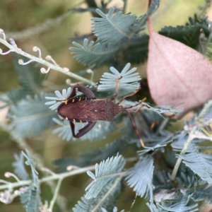 Amorbus sp. (genus) at Magpie Hill Park, Lyneham - 3 Mar 2024