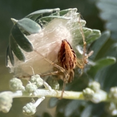 Oxyopes sp. (genus) (Lynx spider) at Magpie Hill Park, Lyneham - 3 Mar 2024 by Hejor1