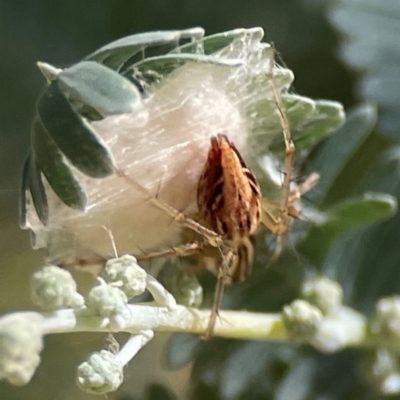 Oxyopes (genus) (Lynx spider) at Magpie Hill Park, Lyneham - 3 Mar 2024 by Hejor1