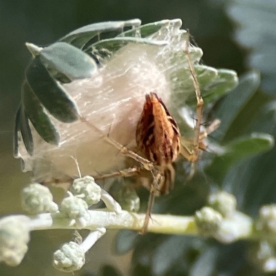 Oxyopes sp. (genus) (Lynx spider) at O'Connor, ACT - 3 Mar 2024 by Hejor1