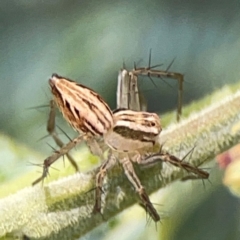 Oxyopes sp. (genus) at Magpie Hill Park, Lyneham - 3 Mar 2024 01:52 PM