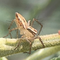 Oxyopes sp. (genus) at Magpie Hill Park, Lyneham - 3 Mar 2024 01:52 PM