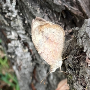 Heteronympha merope at Magpie Hill Park, Lyneham - 3 Mar 2024 02:02 PM